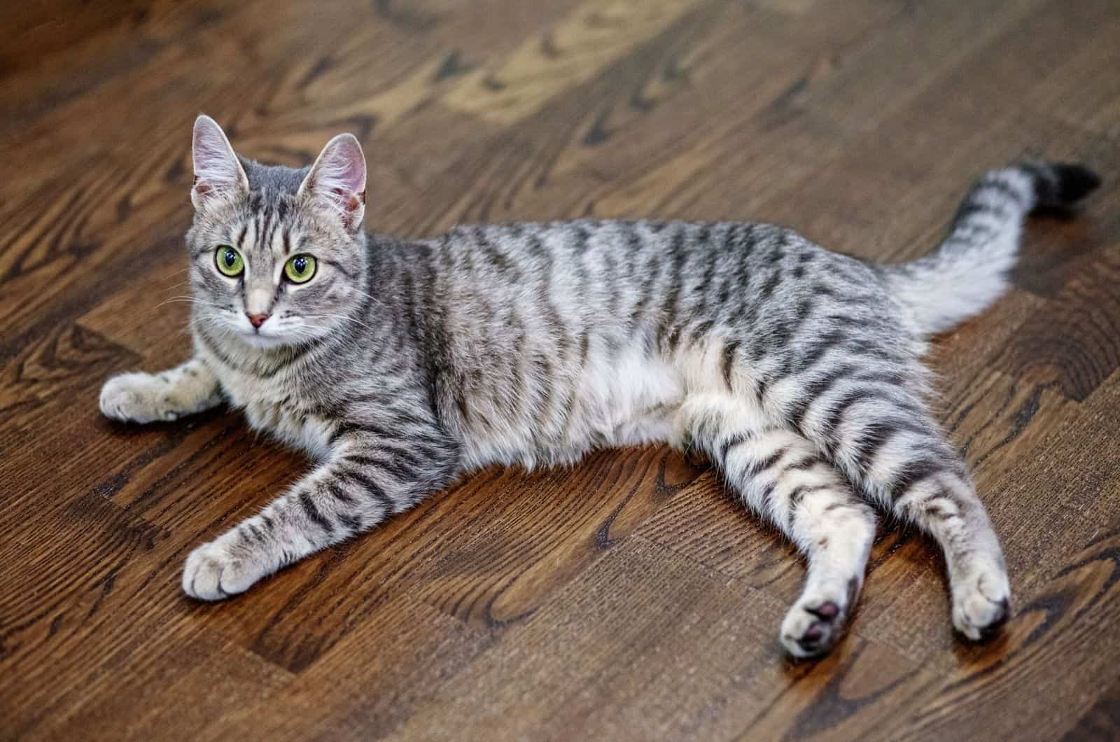 Lazy cat